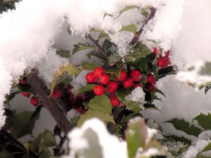 Snow on holly berries / Photo by Roger Starkey